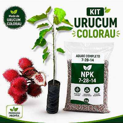 Muda colorau ou Urucum + 100g adubo completo 7-28-14