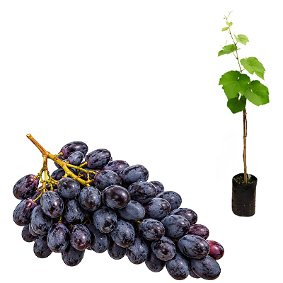 Muda de Uva Couderc Tinto – Enxertada