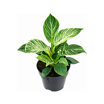 Muda de Philodendron Birkin