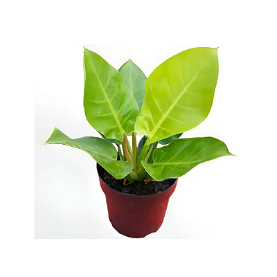 Muda de Philodendron Lua crara