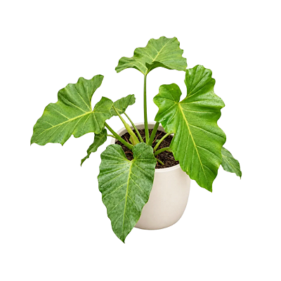 Muda de Philodendron danteanum