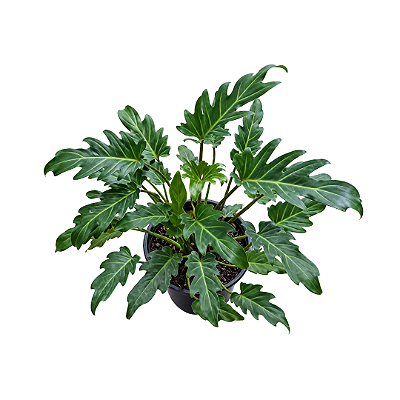 Muda de Philodendron Xanthal- pleno sol