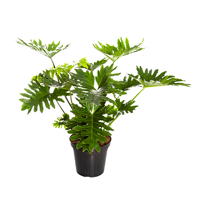 Muda de Philodendron Xangrila