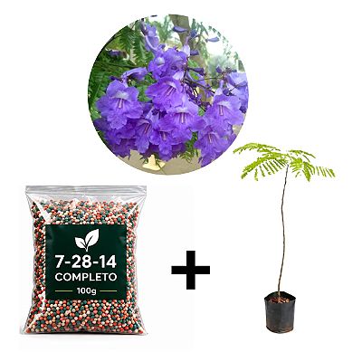 Muda Caroba + 100g adubo completo 7-28-14