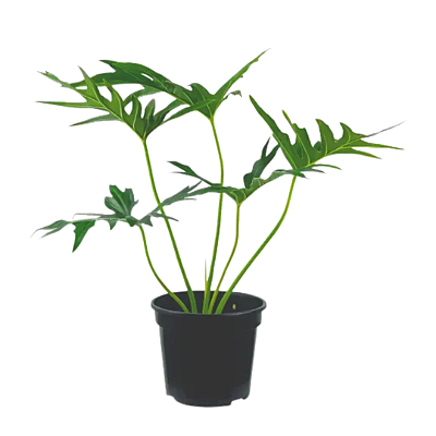 Muda de Philodendron Guaimbê