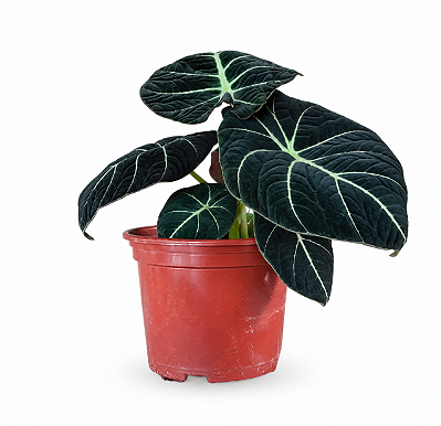 Muda de Alocasia Black