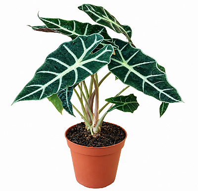Muda de Alocasia Amazônica