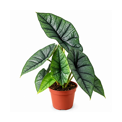 Muda de Alocasia Platinum
