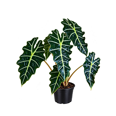 Muda de Alocasia Polly