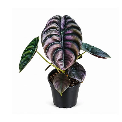 Muda de Alocasia Cuprea Coração de Aço