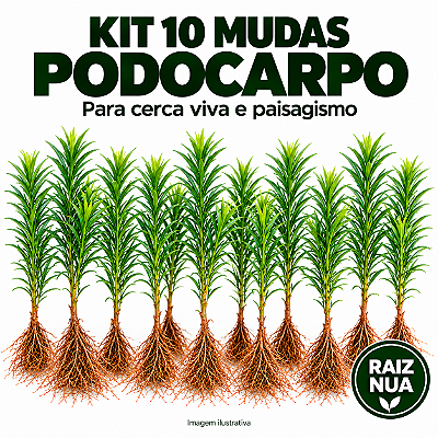 Kit 10 Mudas de Podocarpo 40 a 70 cm Podocarpus Macrophyllus