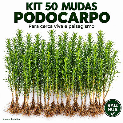 Kit 50 Mudas de Podocarpo 40 a 70 cm Podocarpus Macrophyllus