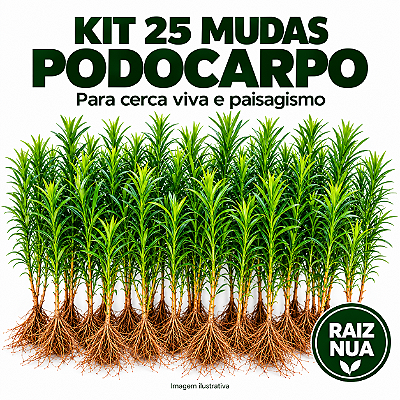 Kit 25 Mudas de Podocarpo de 40 a 70 cm – Raiz Nua para Cerca Viva