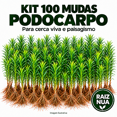 Kit 100 Mudas de Podocarpo de 40 a 70 cm – Raiz Nua