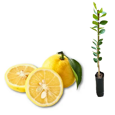 Muda de Yuzu Enxertado – Limão Japonês Raro