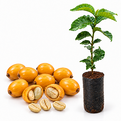 Muda de Café Catuaí Amarelo – Coffea arabica