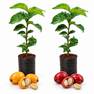 Kit 2 Mudas de Café Catuaí – 1 Vermelho + 1 Amarelo | Coffea arabica