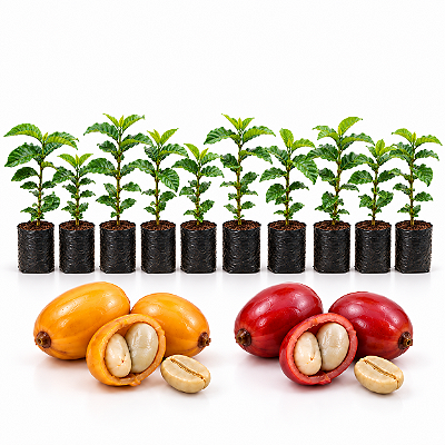 Kit 10 Mudas de Café Catuaí – 5 Vermelho + 5 Amarelo | Coffea arabica