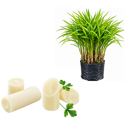 Kit 25 Muda de Palmito - Juçara pupunha