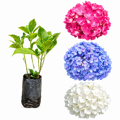 Kit Mudas de Hortênsia – Azul, Branca e Rosa- Clonada