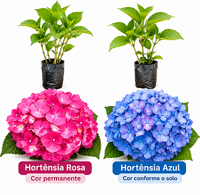 Kit 2 Muda de Hortênsia Azul e Rosa – Clonada