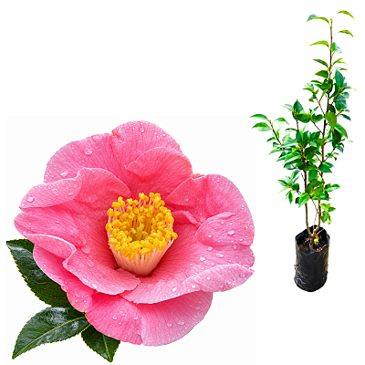 Muda de Camélia Japônica Rosa Carregadeira – Clonada