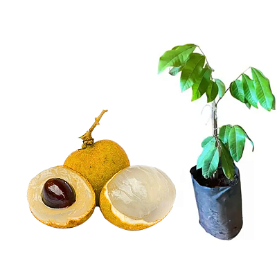 Muda Lichia Branca ou Longana Olho Dragão - Produz em Vaso- Alporquia