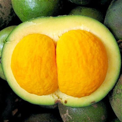 Muda de pequi Raríssimo