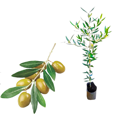 Muda de Oliveira  Arbequina Olea Europaea Clonada