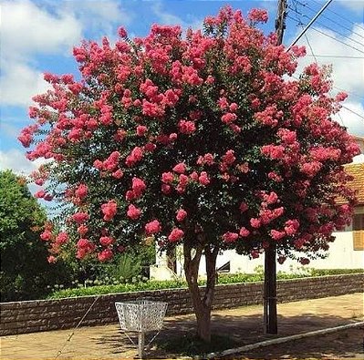 Muda de  extremosa ou Resedá rosa - Já Florem!