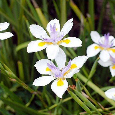 Muda de Moréia - Dietes Iridioides