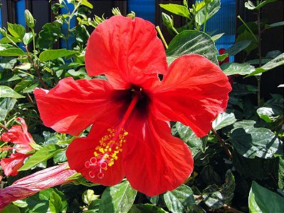 Muda de Hibisco - Hibiscus Vermelho-sinensis