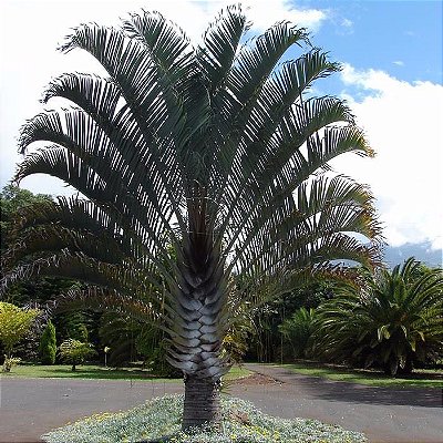 Muda da Palmeira Triangular - Dypsis Decaryi