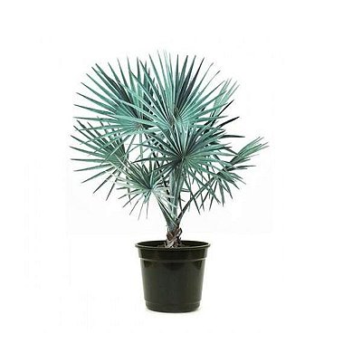 Muda de Palmeira Azul - Bismarckia Nobilis