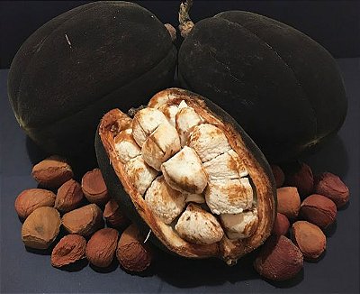 Muda Monguba Preta Raro