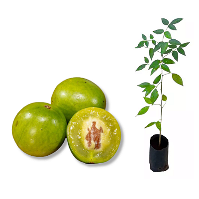 Muda Umbu Fruteira da Caatinga