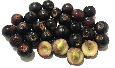 Muda Ameixa da Mata ou Cereja de Joinville