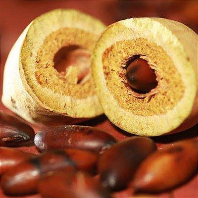 Muda da Castanha Baru