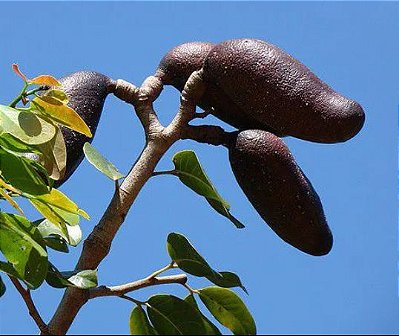 Muda Jatobá do cerrado (Hymenaea stigonocarpa Hayne)