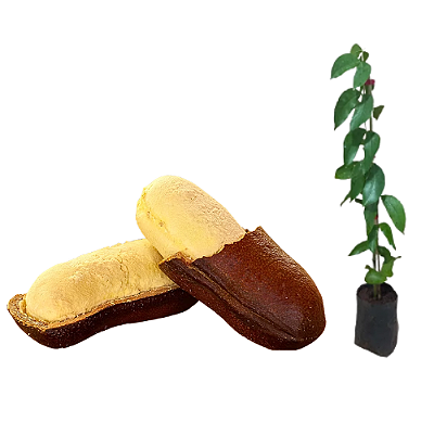 Muda Jatobá do cerrado (Hymenaea stigonocarpa Hayne)