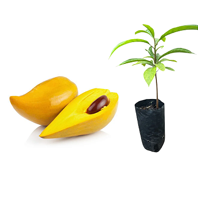 Muda De Canistel ou Sapota Amarela - Fruta Exótica