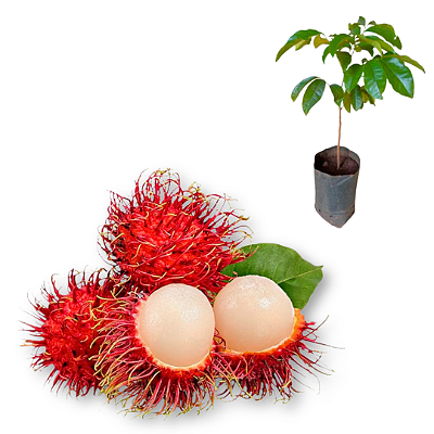 Muda de Rambutã ou Rambutão ou Lichia Peluda