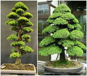 Muda Cryptomeria japonica 'Pipo''(Para Bonsai)