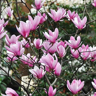 Muda Flor Magnólia (Magnolia liliflora)