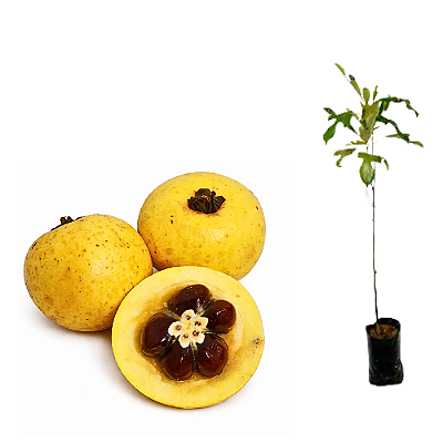 Muda Abricó Da Praia (Mimusops commersonii)