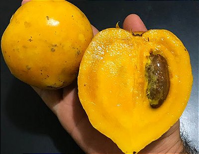 Muda Mangostão Amarelo ( Garcinia cochinchinensis )