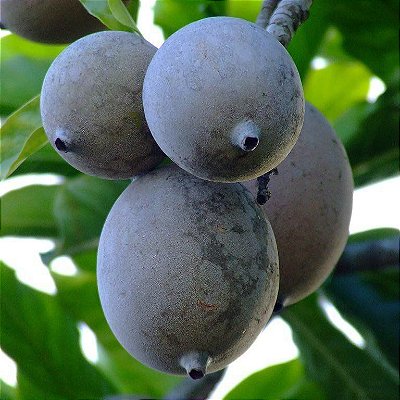 MUDA DE JENIPAPO
