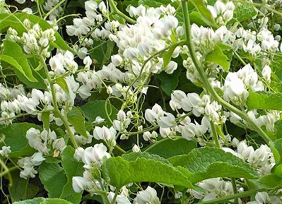 Mudas De Amor-Agarradinho Branco (Antigonon Leptopus)