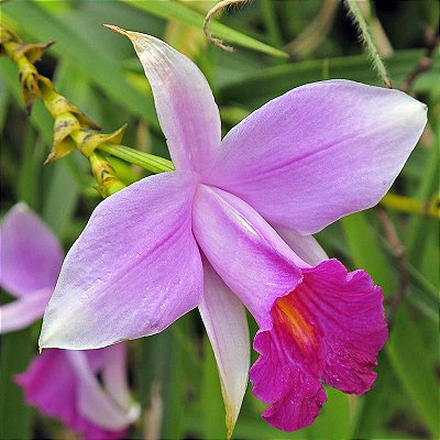 Muda Orquídea Bambu (Arundina Bambusifolia)