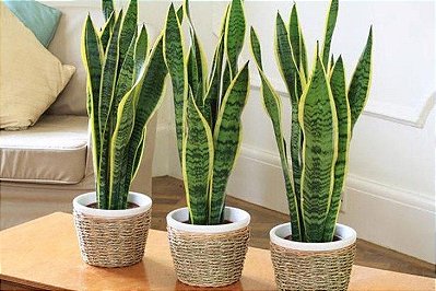 MUDA ESPADA DE SÃO JORGE VARIEGATA (Sansevieria Trifasciata)